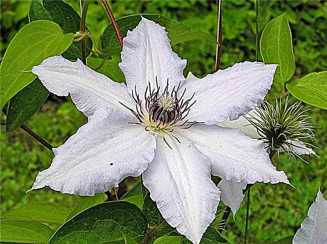 Clematis Queen Jadwiga - planting and care