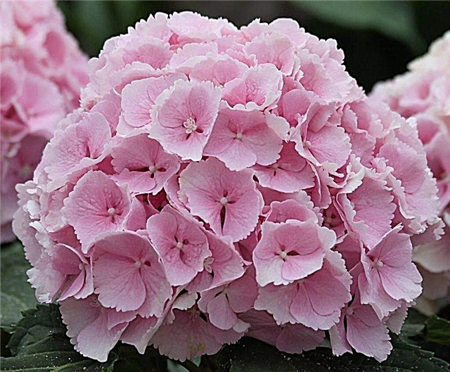 Hydrangea Earley Sensation - the intricacies of growing many-sided crops.