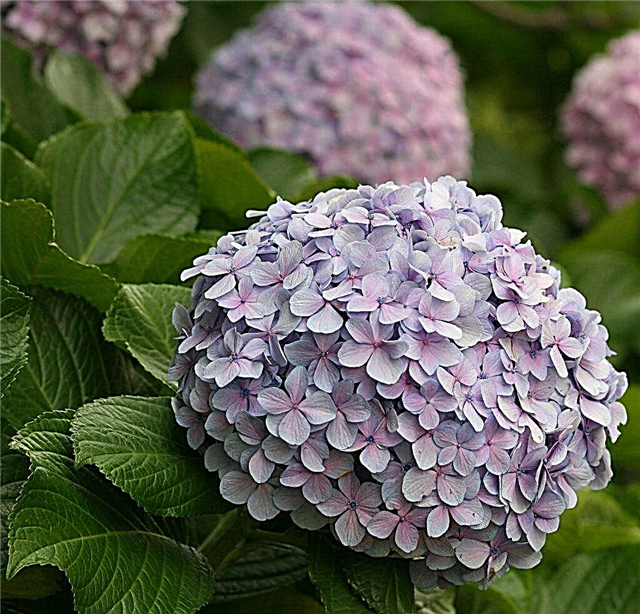 Hydrangea does not bloom - the main reasons and ways to solve them