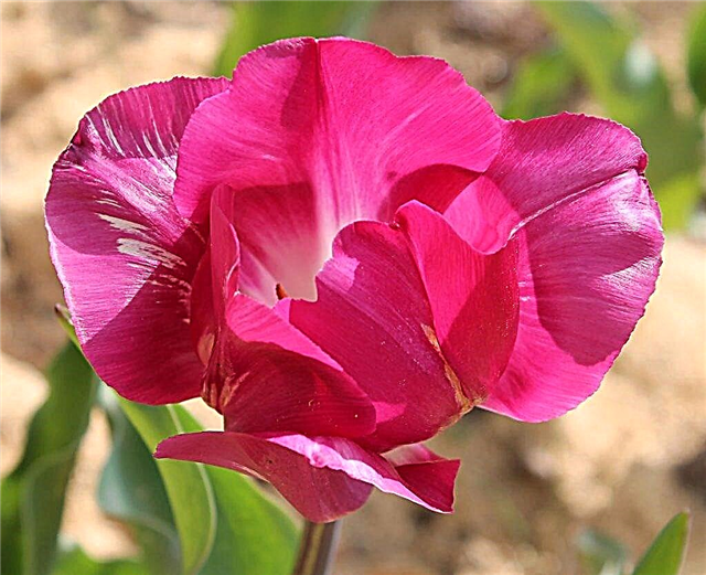 Tulip Barcelona - flor increíblemente hermosa