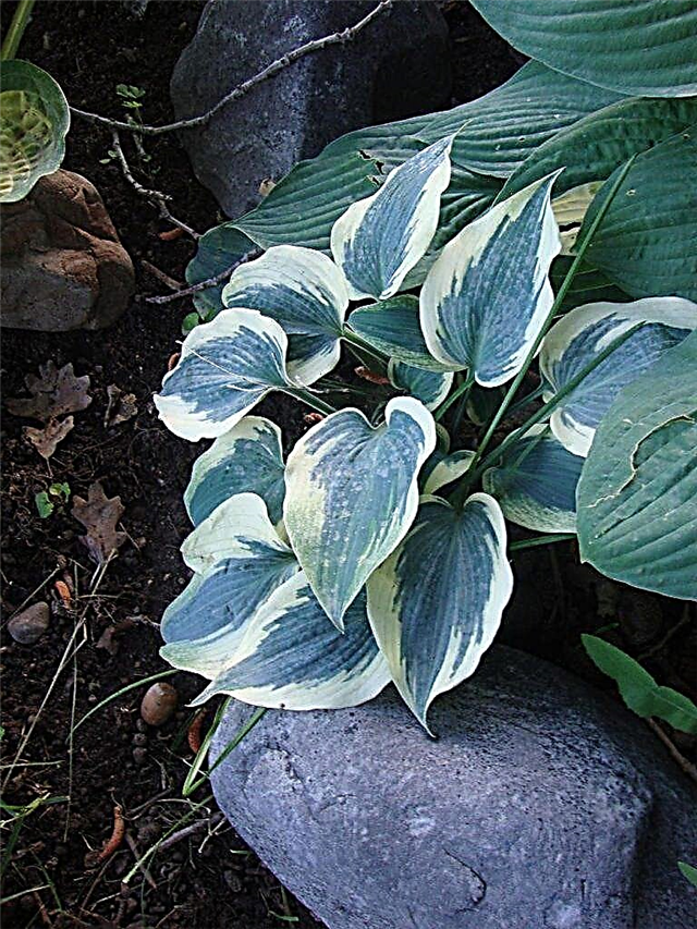 Hosta Blue Ivory - the subtleties of planting and growing