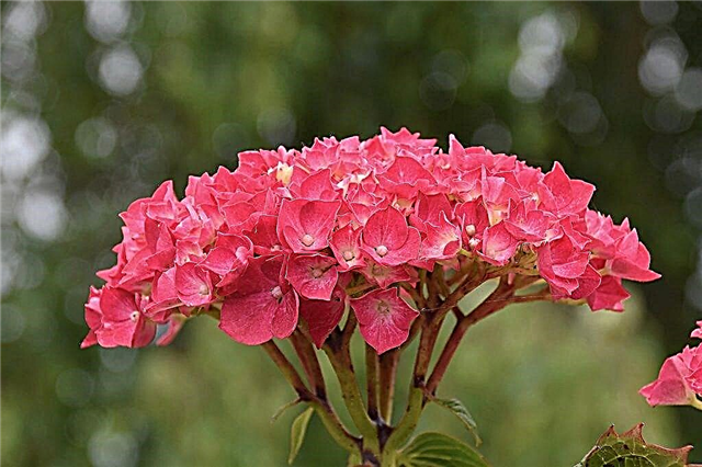 Hortensias rojas - descripción de variedades