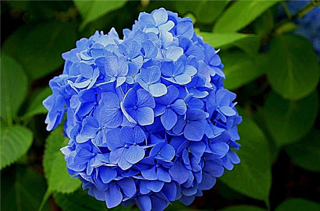 What soil is needed for hydrangea