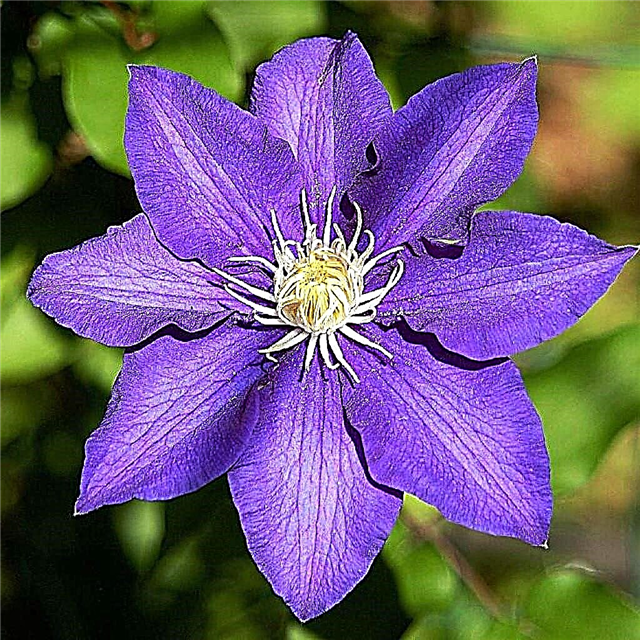 Clematis President - planting and leaving