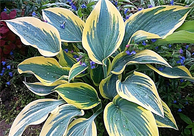 Hosta First Frost - How to Grow a Plant