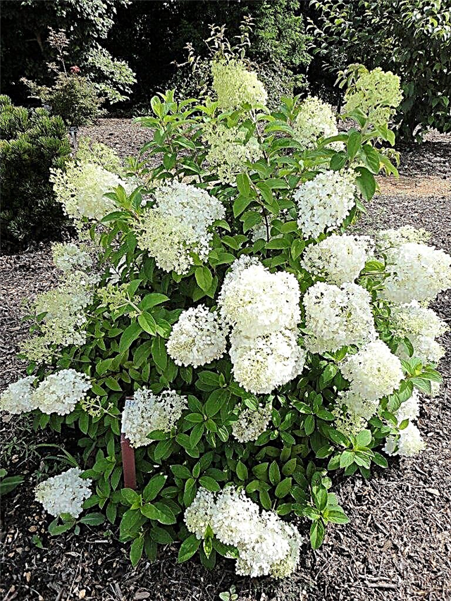 Hydrangea paniculata Bobo - a detailed description of the variety