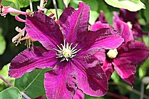 Clematis Sunset - planting and grooming tips