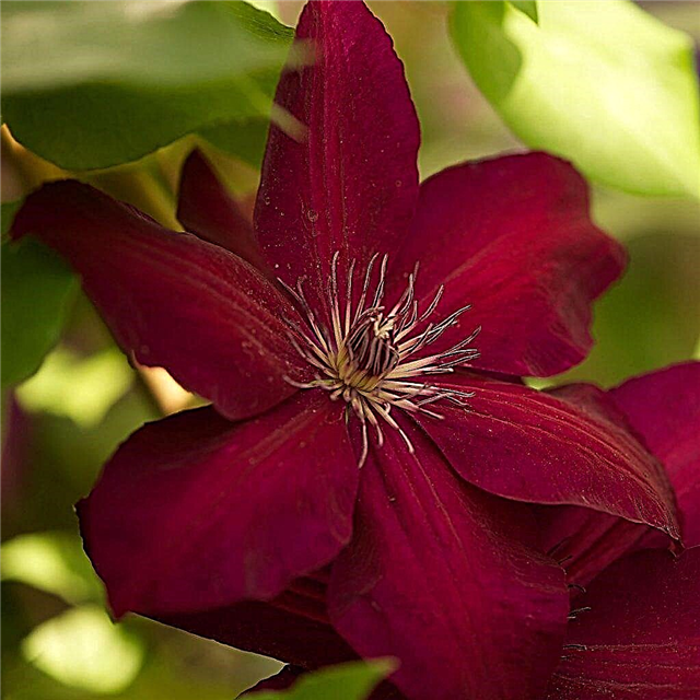 Clematis Solidarity - growing rules