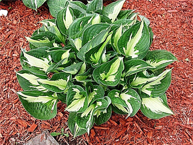 Hosta Whirlwind is a tricolor variety