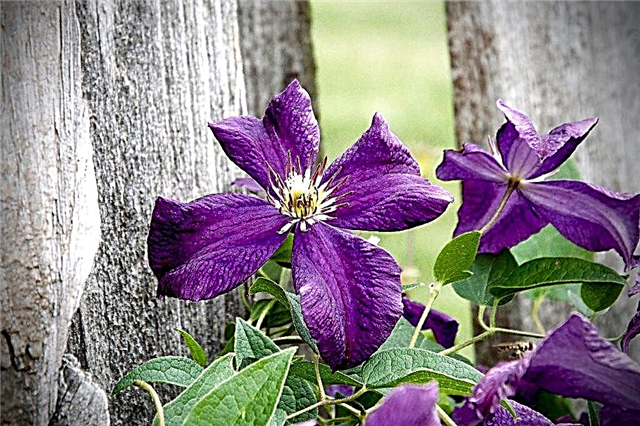 Purple clematis Gypsy Quint - subtilitățile de îngrijire și cultivare